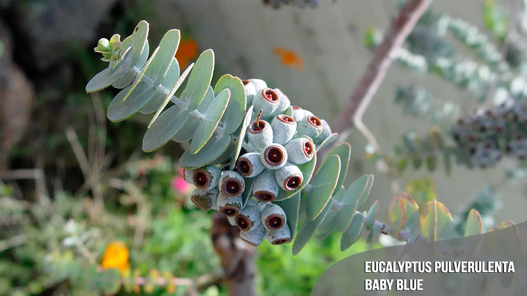 best-seller-Eucalyptus-pulverulenta-Baby-Blue-quinta-dos-ouriques