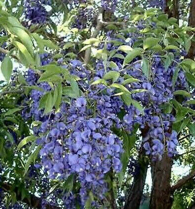 5 Bolusanthus-speciosus-Tree-wisteria-Elephant-Wood Seeds  GREAT for Bonsai ! 