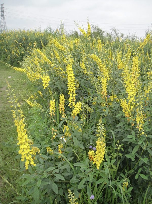 Crotalaria pallida - Smooth crotalaria, Ajaemile, Striped Crotalaria