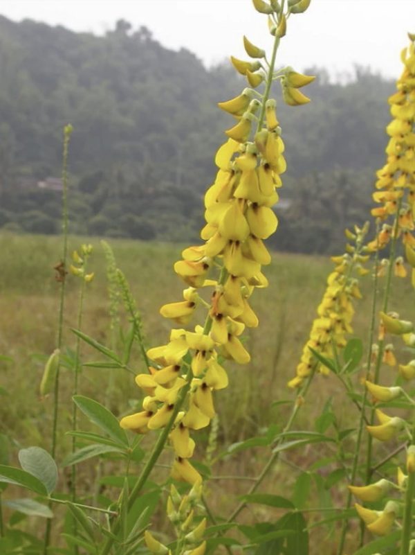 Crotalaria pallida - Smooth crotalaria, Ajaemile, Striped Crotalaria - Image 2