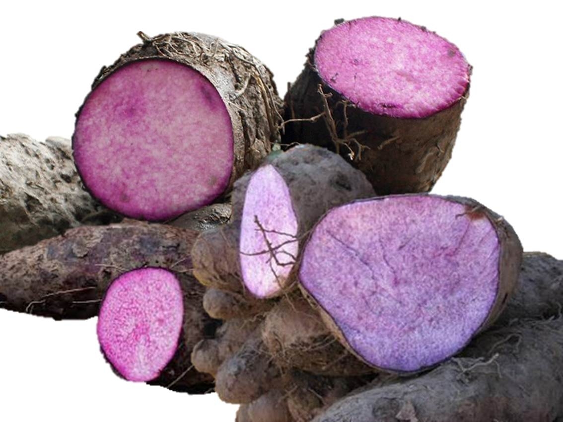 6 PURPLE Yam GROWING MINISETTS Easy to grow HIGH YEILD cro5 Ubi  Dioscorea 