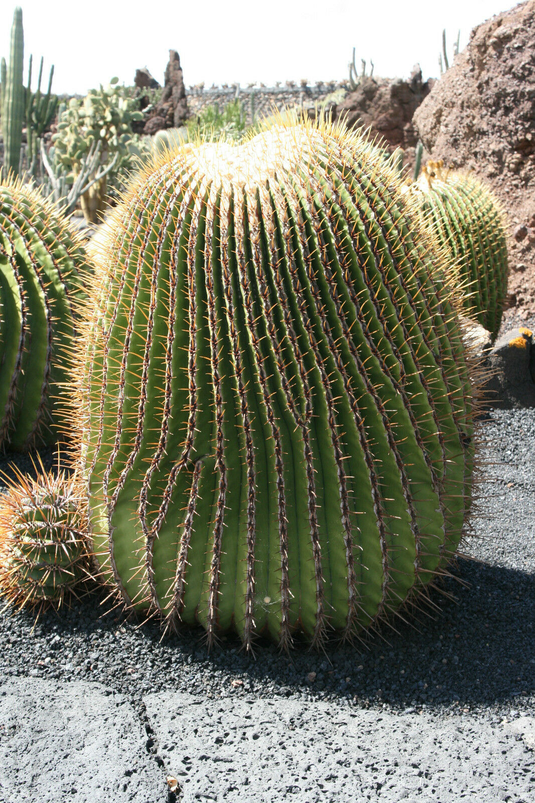 Echinocactus platyacanthus Giant Barrel Cactus 5 Seeds 