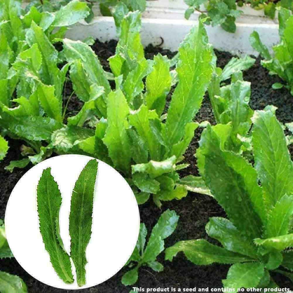 100pcs Culantro Eryngium Foetidum Vanilla Vegetable seeds 