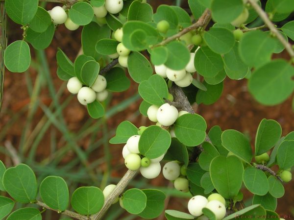 Flueggea leucopyrus / Securinega leucopyrus / Phyllanthus leucopyrus - Indian Snowberry, White Honey Shrub, Bushweed, Cool Pot, Thermacole Plant, Shivano