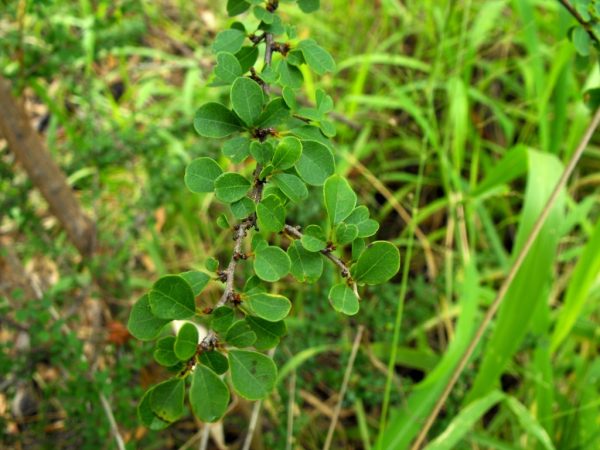 Flueggea leucopyrus / Securinega leucopyrus / Phyllanthus leucopyrus - Indian Snowberry, White Honey Shrub, Bushweed, Cool Pot, Thermacole Plant, Shivano - Image 3