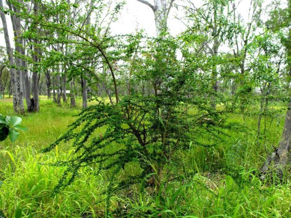 Flueggea leucopyrus / Securinega leucopyrus / Phyllanthus leucopyrus - Indian Snowberry, White Honey Shrub, Bushweed, Cool Pot, Thermacole Plant, Shivano - Image 4