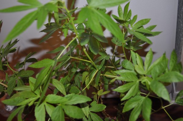 Hibiscus cannabinus - Kenaf, Deccan Hemp, Java Jute