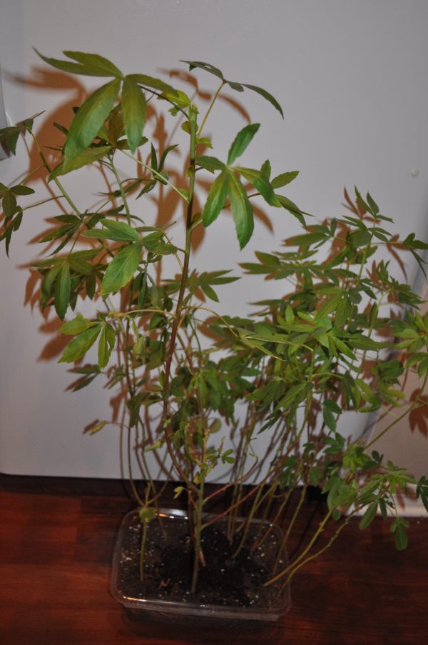 Hibiscus cannabinus - Kenaf, Deccan Hemp, Java Jute - Image 2