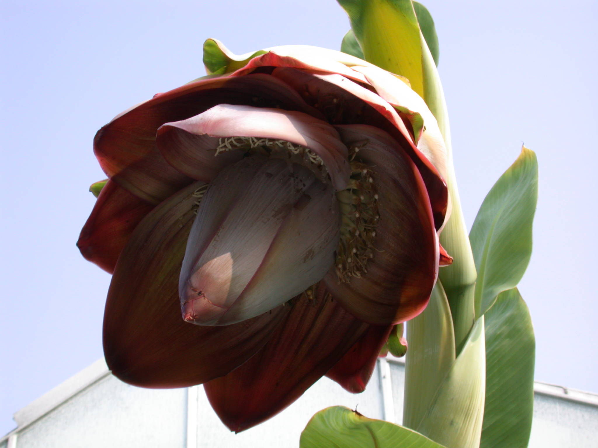 Musa superba Seeds Wild plantain 15 Ensete superbum  Seeds Rock Banana 