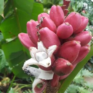 Banane Musa Nagensium Tolles smartes extravagantes Liebesgeschenk Geschenk Obst 