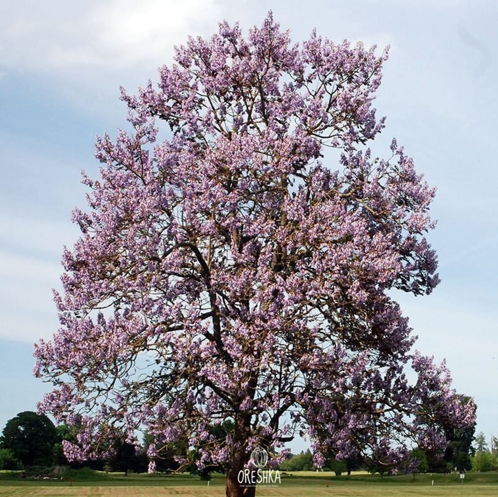 Paulownia fortunei Fortunes Empress Tree, Sapphire Tree Ouriques Farm