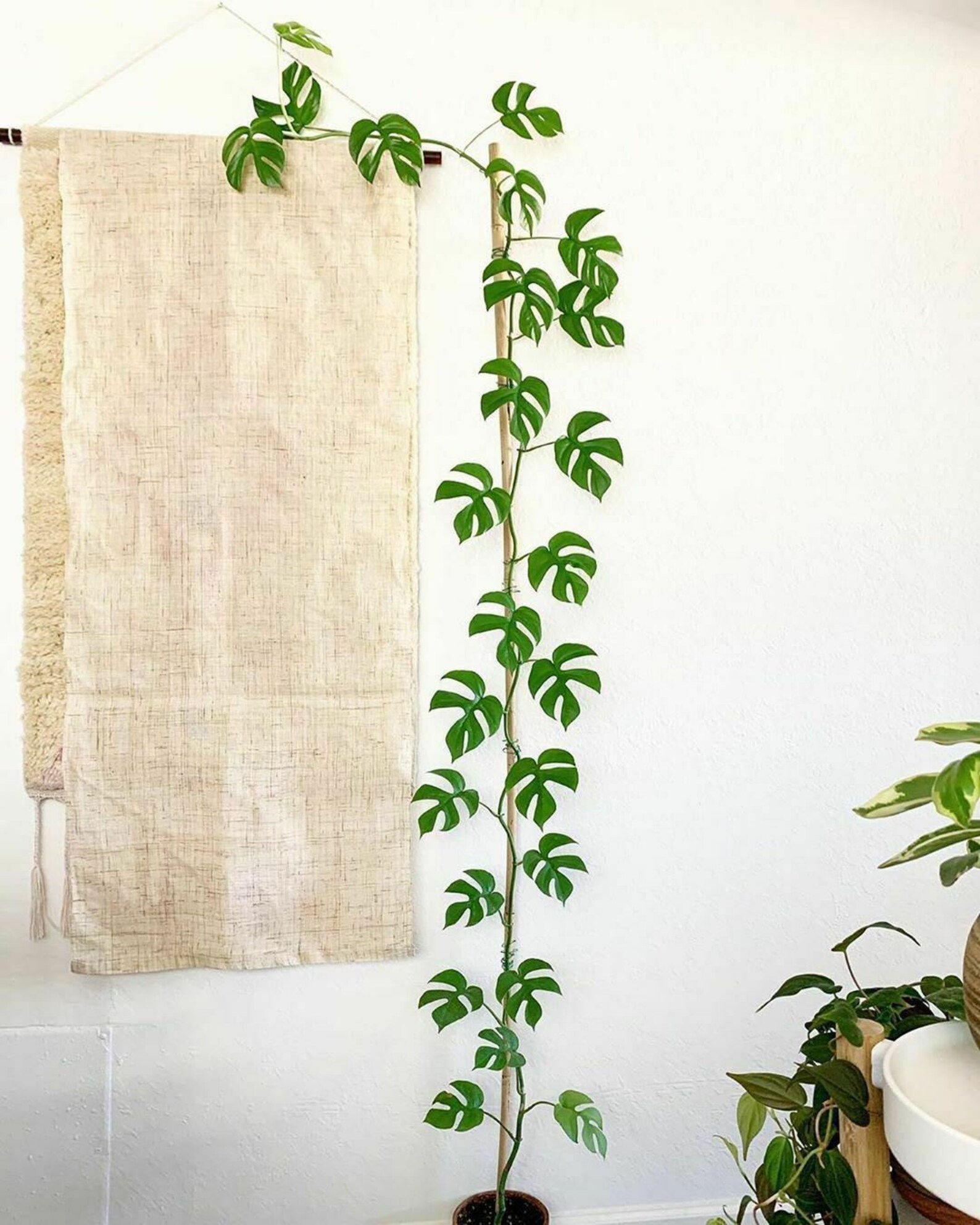 Mini Monstera Rhaphidophora Tetrasperma