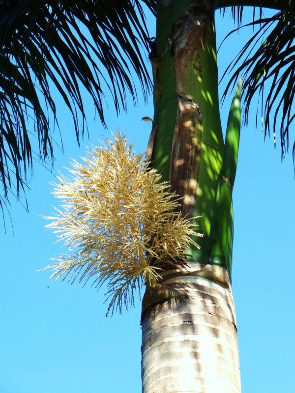 50 Roystonea regia Palmiers graines Floride cubain roi Palme PALM SEEDS 