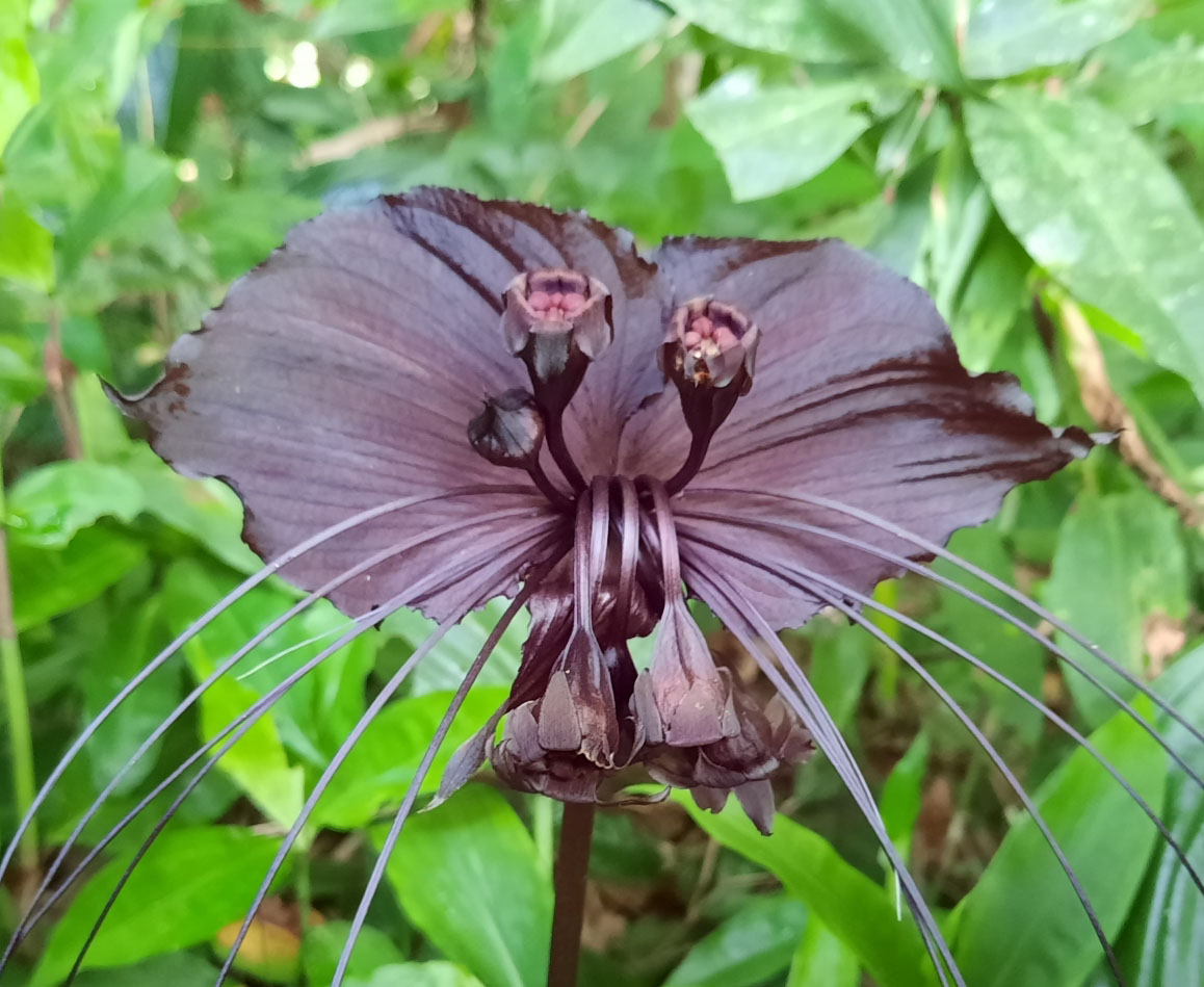 Tacca chantrieri / Schizocapsa breviscapa - Black Bat Flower, Black ...