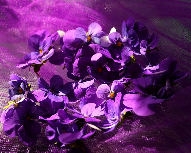 Viola odorata - Wood Violet, Sweet Violet, The Czar, English Violet, Common  Violet, Florist'S Violet, Garden Violet - Ouriques Farm