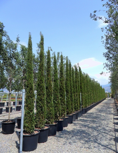 Cupressus sempervirens 'Stricta' ‘Mediterranean Prov: Crete, Greece 45 SEEDS 