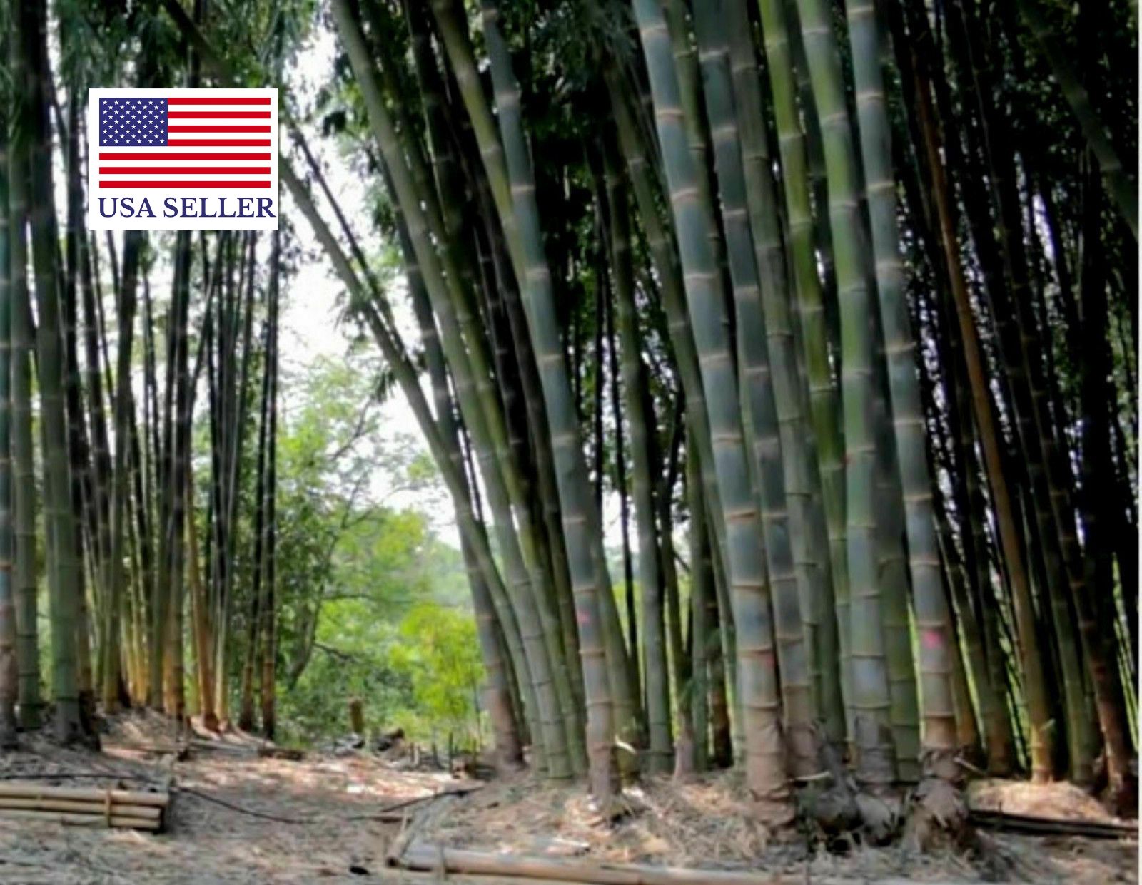 *Calcutta Giant Bamboo* Dendrocalamus Strictus Tested 30% Germination 