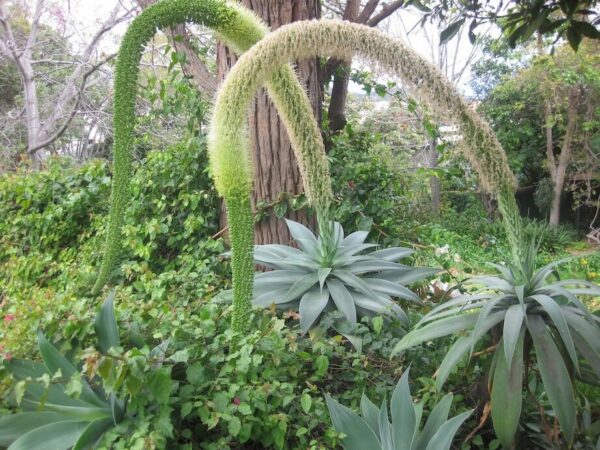 Agave attenuata subsp. attenuata - Fox Tail Agave - Image 5
