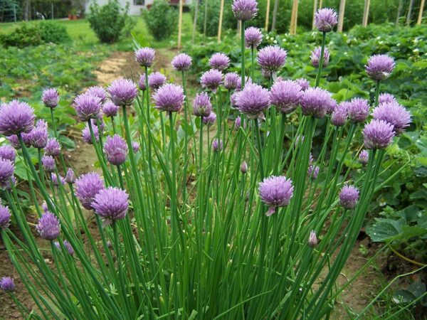 Allium schoenoprasum 'Fine Leaved' - Chives 'Fine Leaved' - Image 2