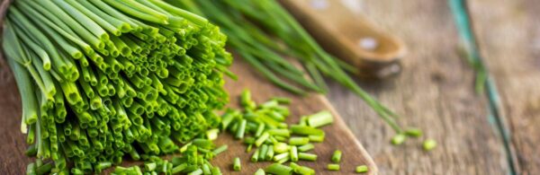Allium schoenoprasum 'Fine Leaved' - Chives 'Fine Leaved' - Image 6