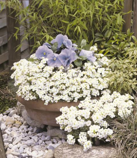 Rock cress, Alpine, Perennial, Flowering