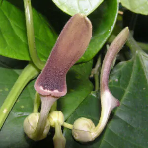 Aristolochia indica - Indian Birthwort, Duck Flower - Quinta dos