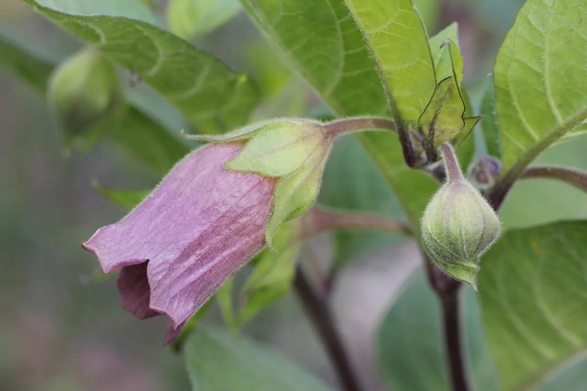 Atropa - Deadly Atropa Ouriques Farm