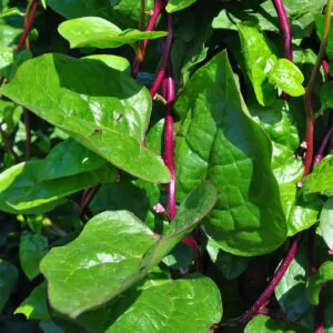 Aristolochia indica - Indian Birthwort, Duck Flower - Quinta dos Ouriques