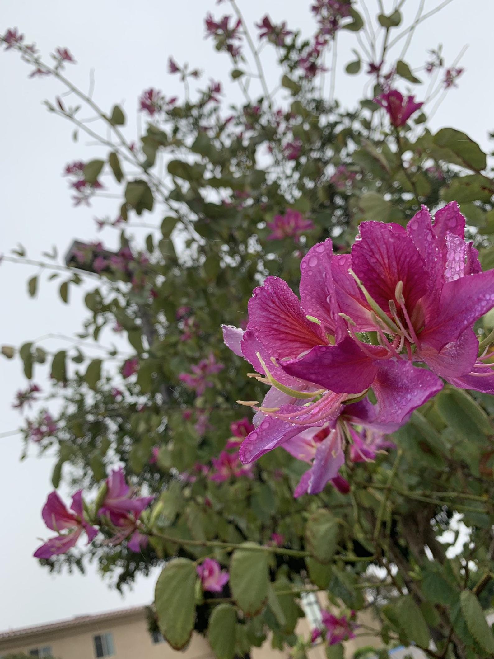 Bauhinia purpurea - Purple Orchid Tree - Ouriques Farm