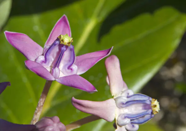 Calotropis gigantea var. purple - Crown Flower, Giant Milkweed, Aak, Alarka, Arbre a soie, Arka, Biduri, Bows