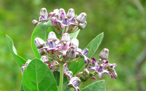 Calotropis gigantea var. purple - Crown Flower, Giant Milkweed, Aak, Alarka, Arbre a soie, Arka, Biduri, Bows - Image 3