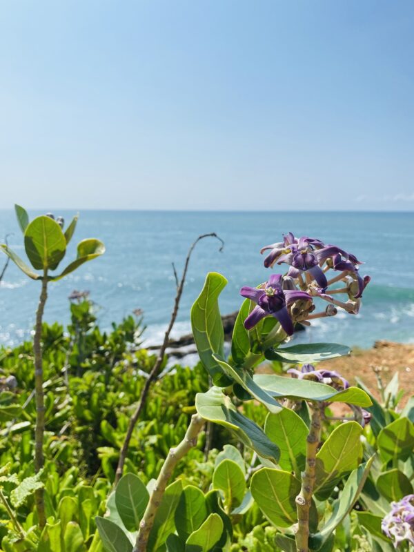 Calotropis gigantea var. purple - Crown Flower, Giant Milkweed, Aak, Alarka, Arbre a soie, Arka, Biduri, Bows - Image 4