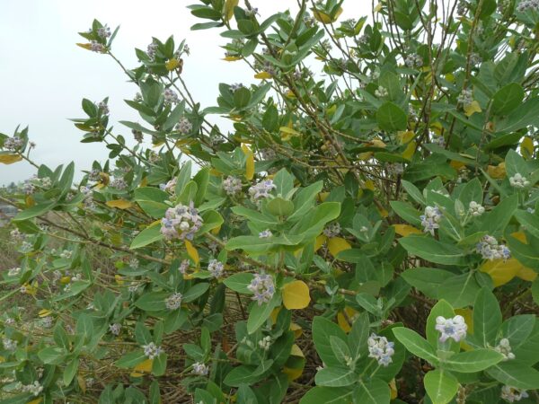 Calotropis gigantea var. purple - Crown Flower, Giant Milkweed, Aak, Alarka, Arbre a soie, Arka, Biduri, Bows - Image 5