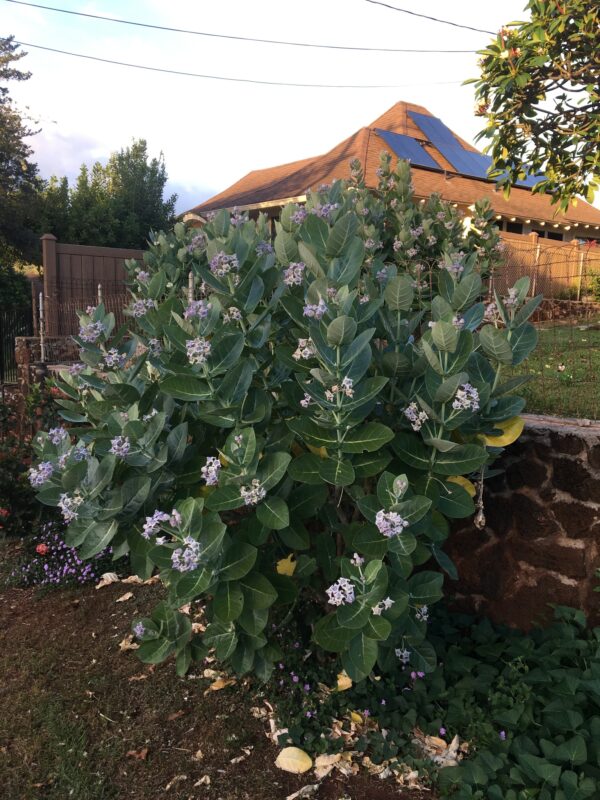 Calotropis gigantea var. purple - Crown Flower, Giant Milkweed, Aak, Alarka, Arbre a soie, Arka, Biduri, Bows - Image 6