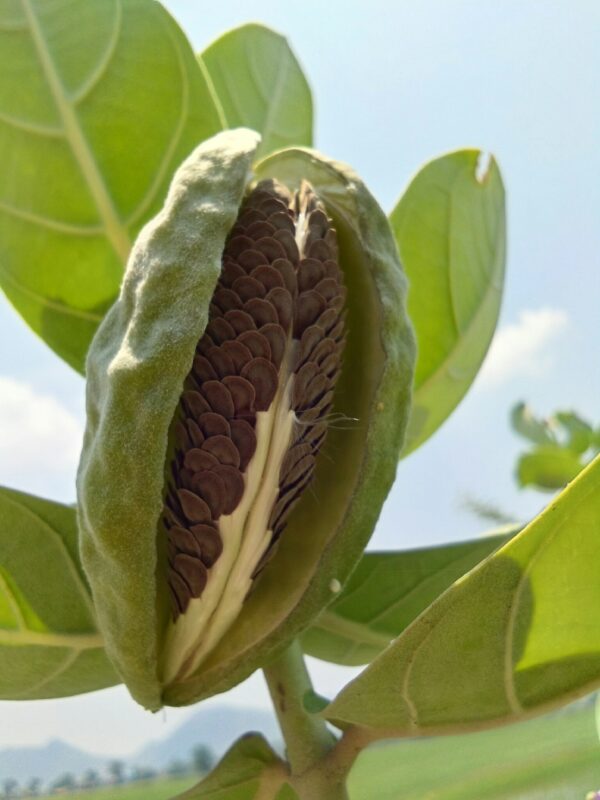 Calotropis gigantea var. purple - Crown Flower, Giant Milkweed, Aak, Alarka, Arbre a soie, Arka, Biduri, Bows - Image 7