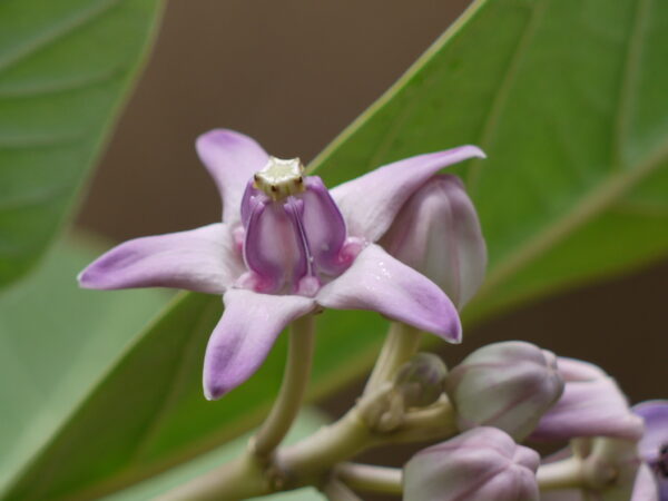 Calotropis gigantea var. purple - Crown Flower, Giant Milkweed, Aak, Alarka, Arbre a soie, Arka, Biduri, Bows - Image 8