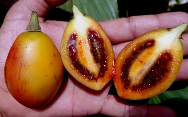 Solanum betaceum / Cyphomandra betacea - Tomato Tree, Tamarillo - Image 5