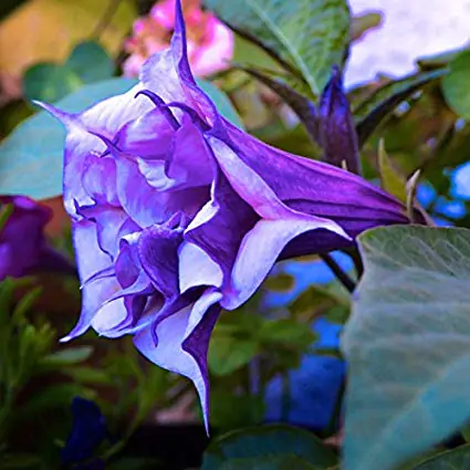 Discover more than 81 datura wallpaper super hot - xkldase.edu.vn