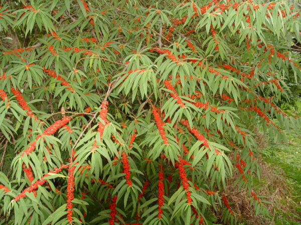 Debregeasia longifolia - Orange Wild Rhea, Haikaeng Thing - Image 2