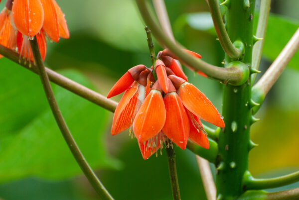 Erythrina arborescens / Erythrina tienensis - Himalayan Coral Tree,  Himalayan Coral Tree - Image 2