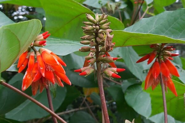 Erythrina arborescens / Erythrina tienensis - Himalayan Coral Tree,  Himalayan Coral Tree - Image 6