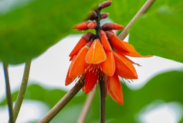 Erythrina arborescens / Erythrina tienensis - Himalayan Coral Tree,  Himalayan Coral Tree