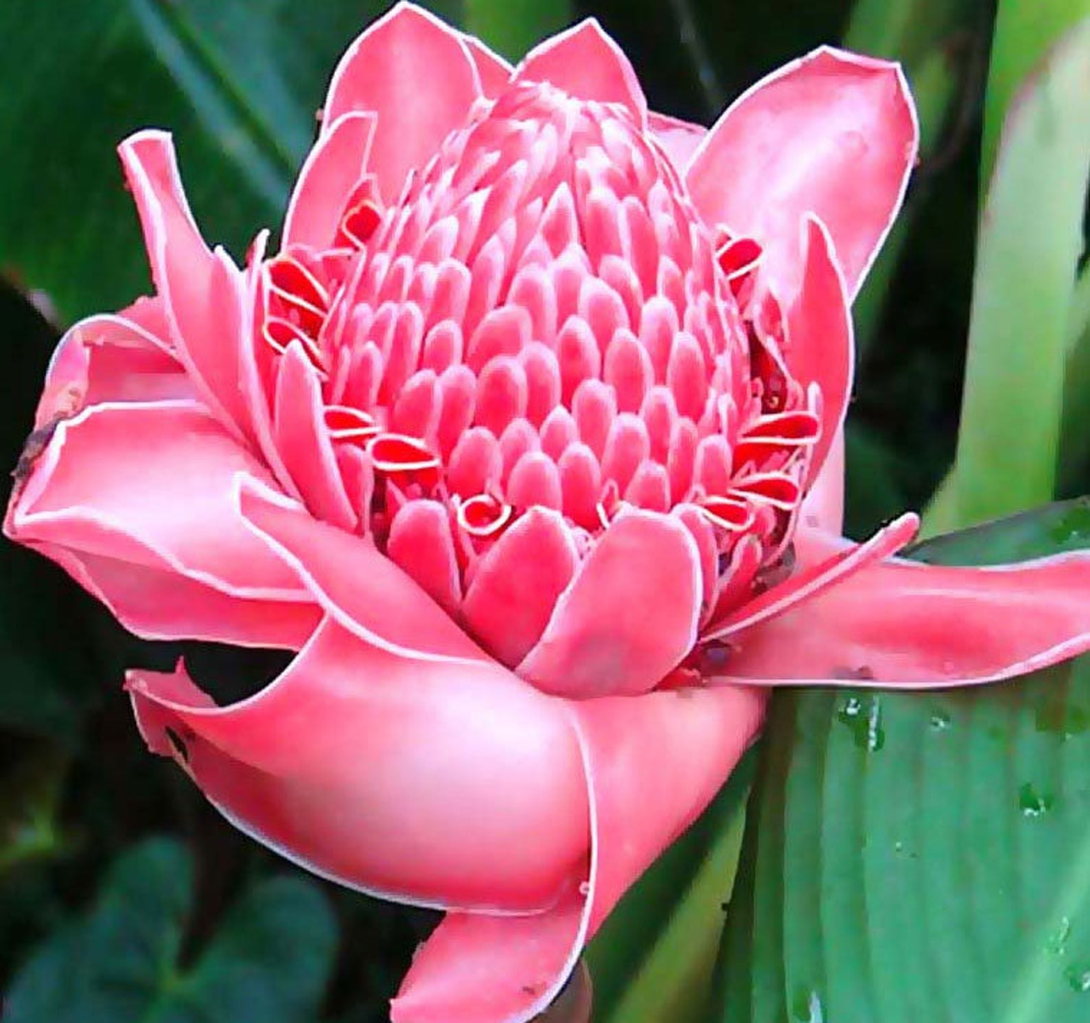 Red Torch Ginger Plant etlingera Elatior 'red' Seeds 