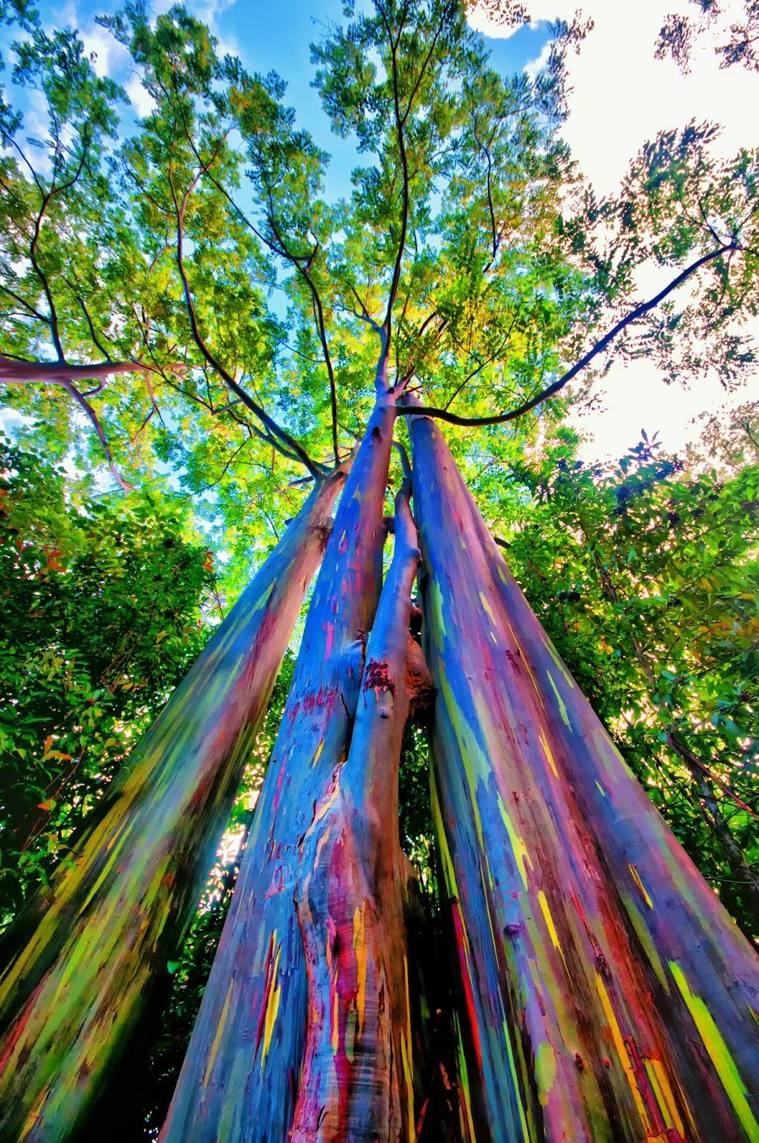 Eucalyptus deglupta / Eucalyptus multiflora - Rainbow Eucalyptus, Mindanao  Gum, Rainbow Gum - Ouriques Farm
