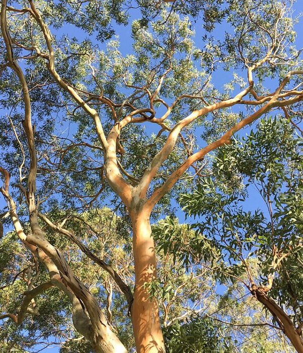 Eucalyptus punctata - Eucalyptus gray gum, iron gray gum, gray irongum, gray gum