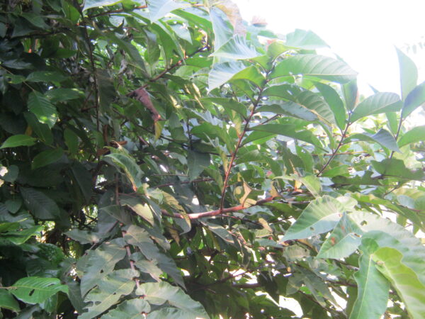 Ficus semicordata / Ficus conglomerata / Ficus cunia / Ficus hapalophylla - Drooping Fig - Image 2