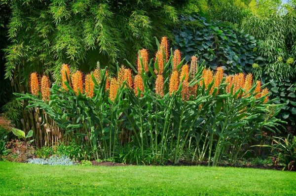 Hedychium gardnerianum - Kahili Ginger
