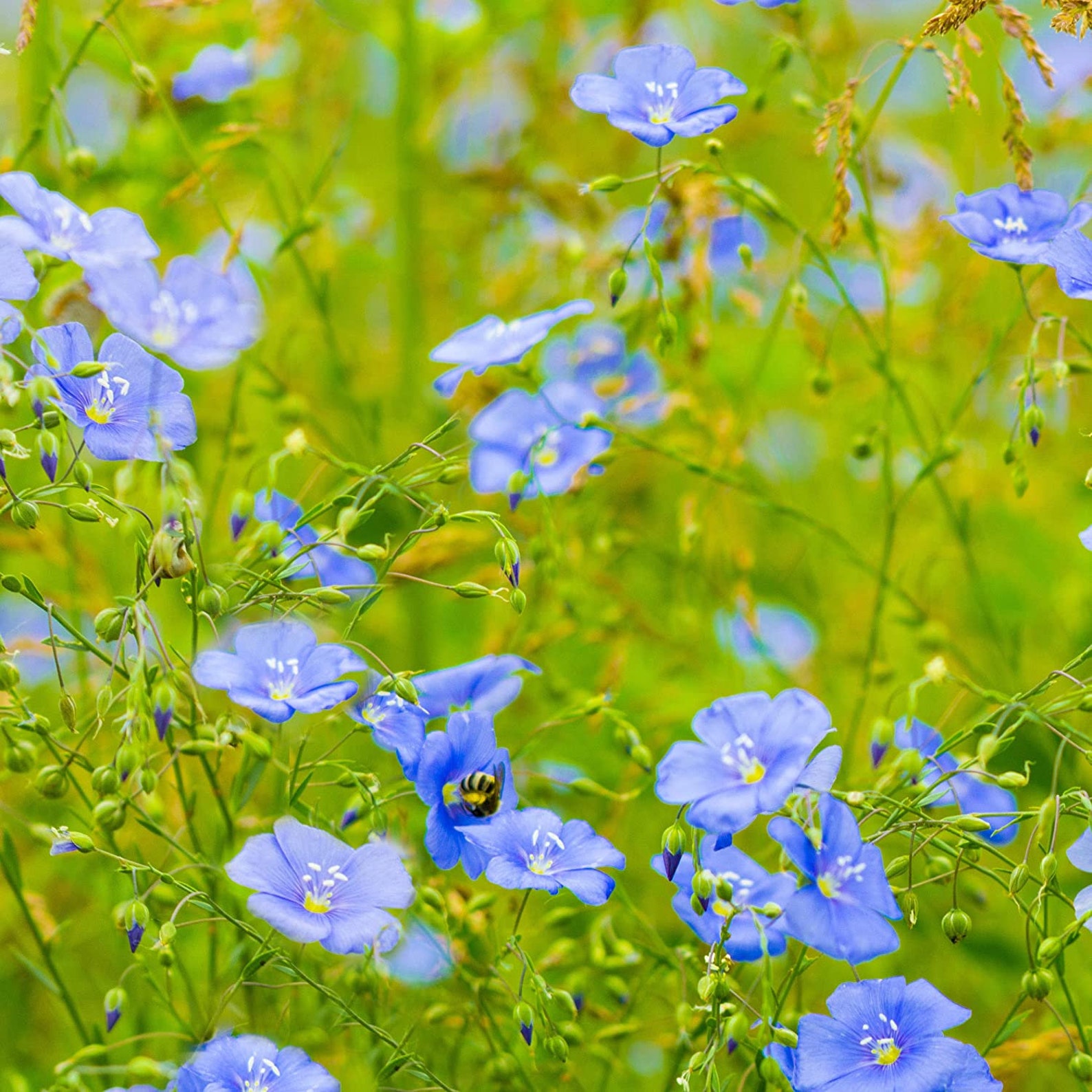 Linseed (Linseed or Flax - Linum usitatissimum L. ) - Medicinal Plants -  Kooperation Phytopharmaka