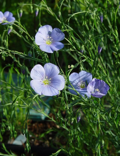 Linseed / Flax (Linum usitatissimum) organic, The Beautiful, European  wild plants