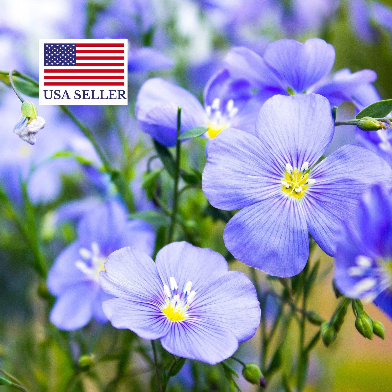 Linseed / Flax (Linum usitatissimum), The Beautiful